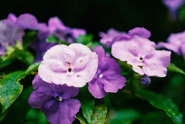 Example of close up and bokeh from Micro Nikkor P.C 55mm.