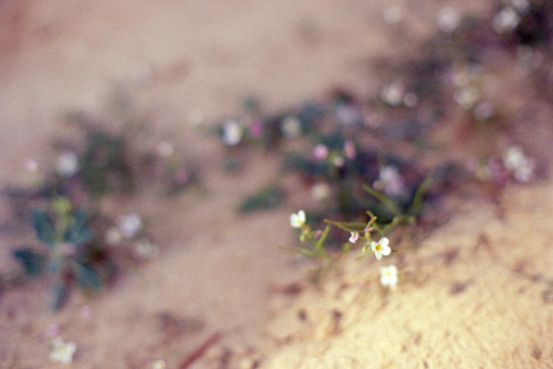 Desert flower taken at f/1.2