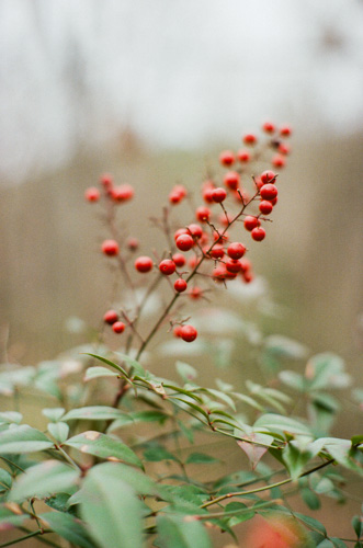 Red berries taken at f/2.8