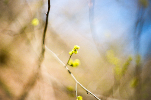 Spring bud at f/1.2
