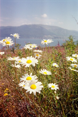 Photograph of daisies taken with Olympus Mju